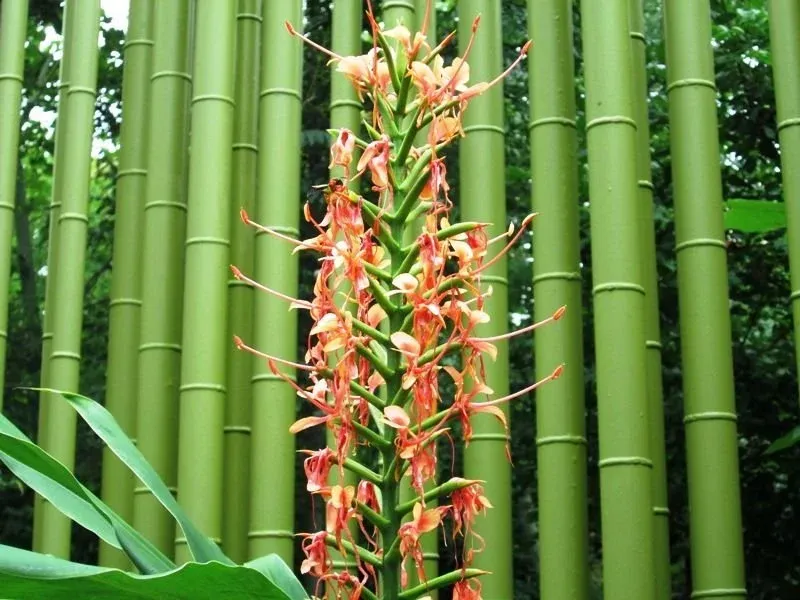 Orange and cream flowers on a tall stalk in front of green bamboo culms.