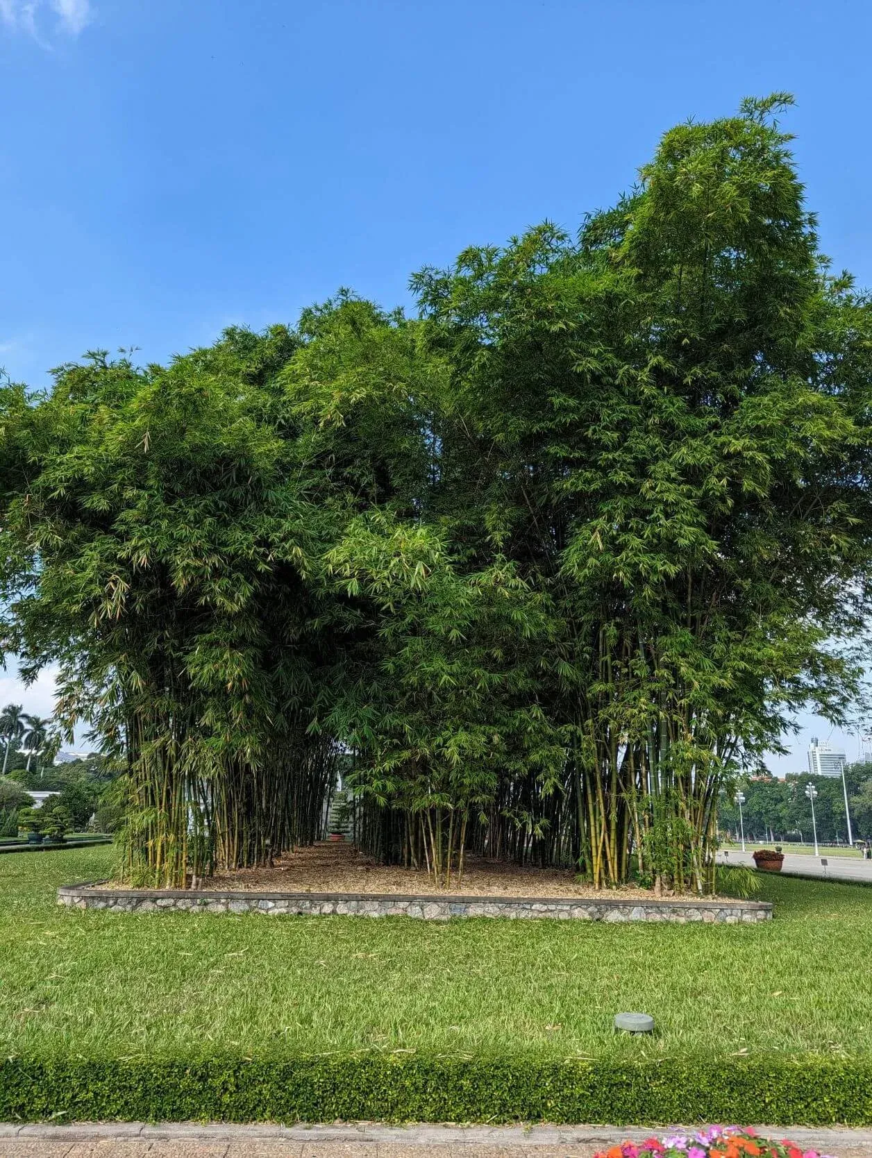 Dense bamboo grove south of the Ho Chi Minh Mausoleum under a blue sky.