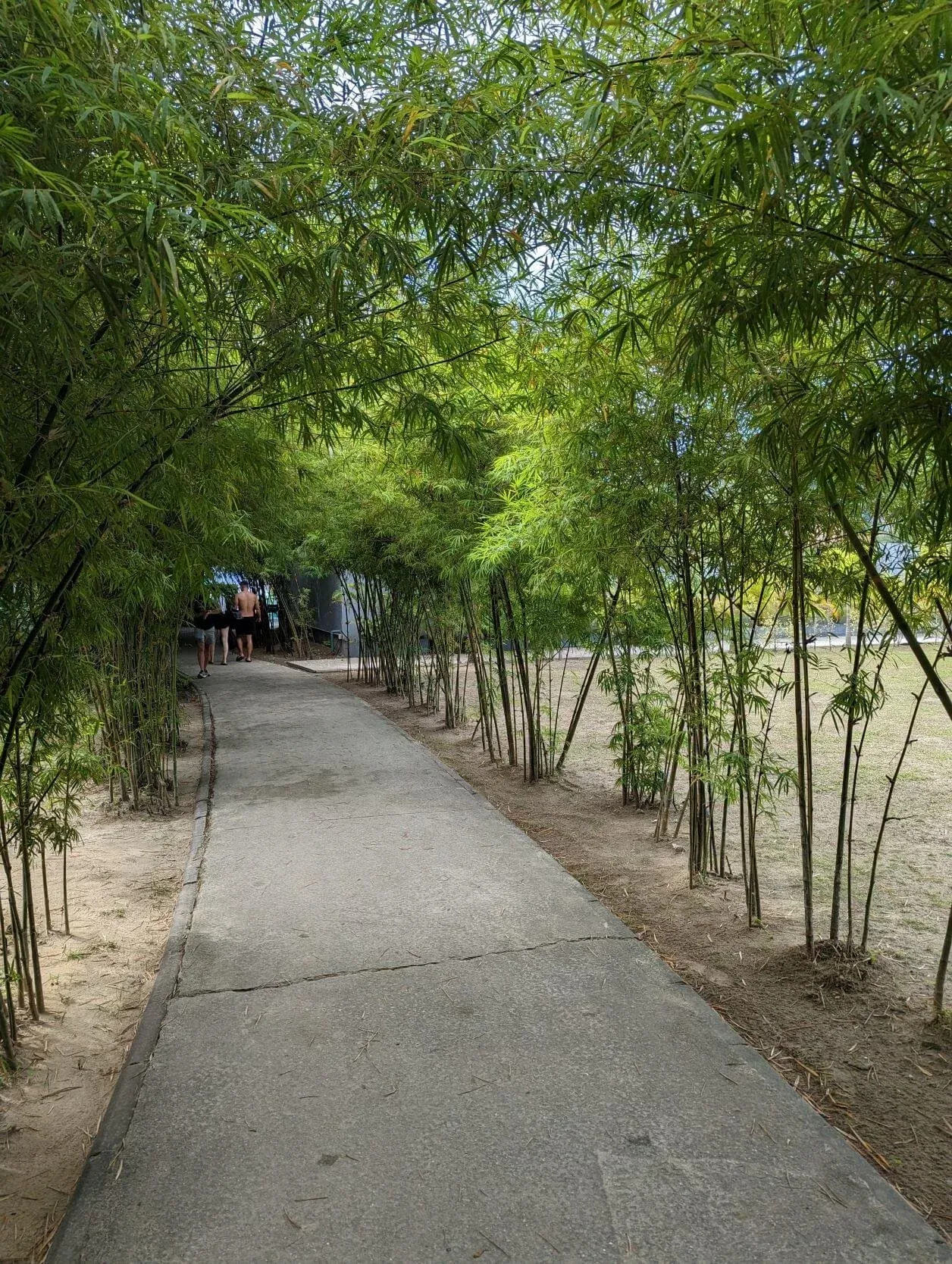Concrete walkway passing beneath an arching bamboo canopy at a Koh Phi Phi hotel.