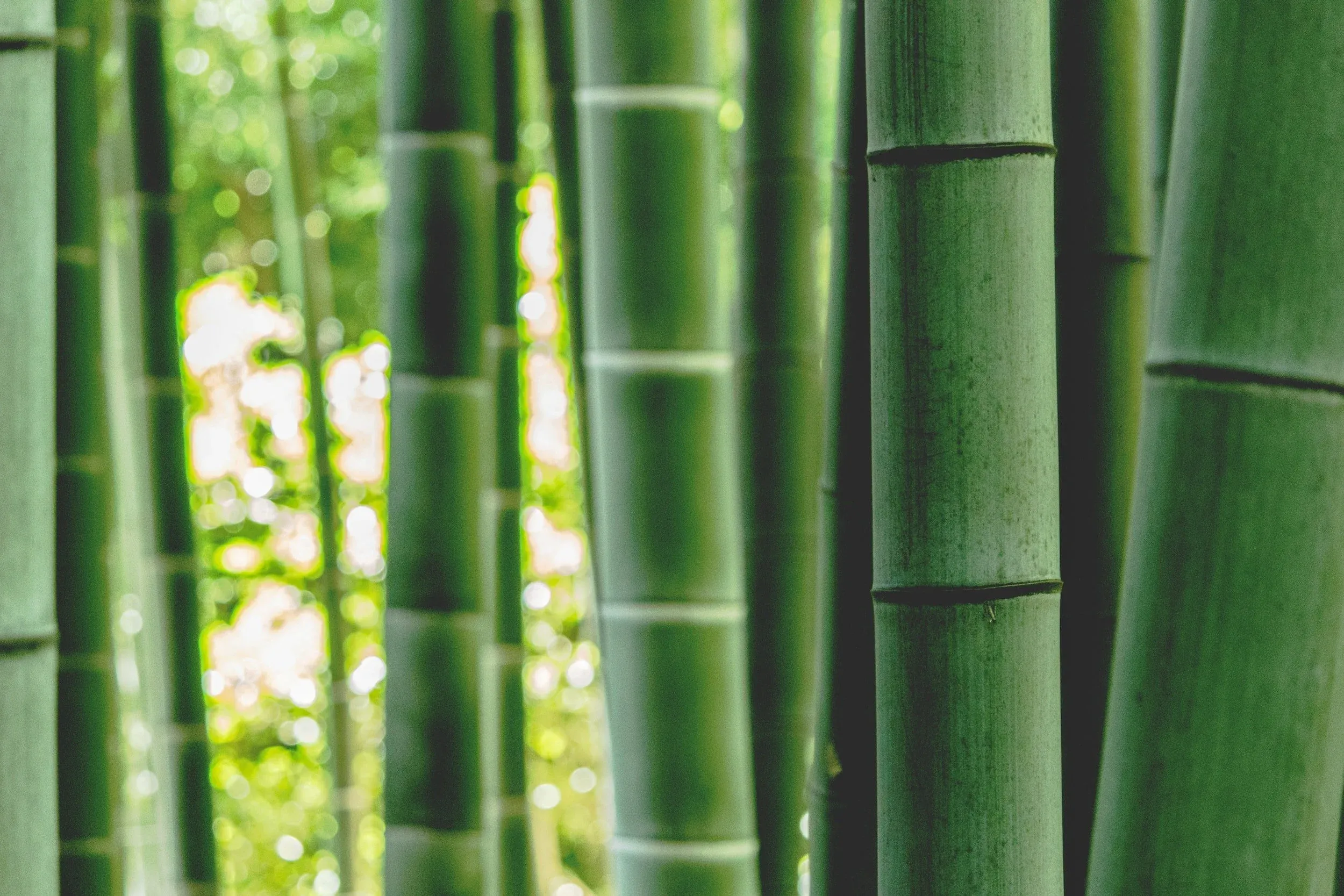 Sunlit green bamboo stalks in a dense grove.